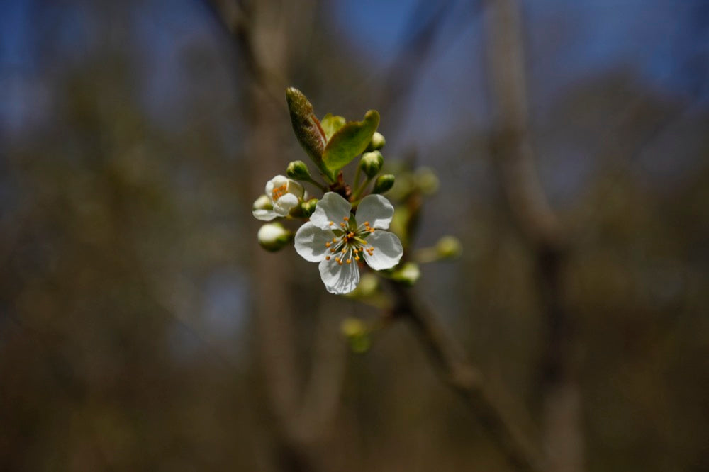 Bonne de Bry Plommon - Prunus Domestica 'Bonne de Bry'