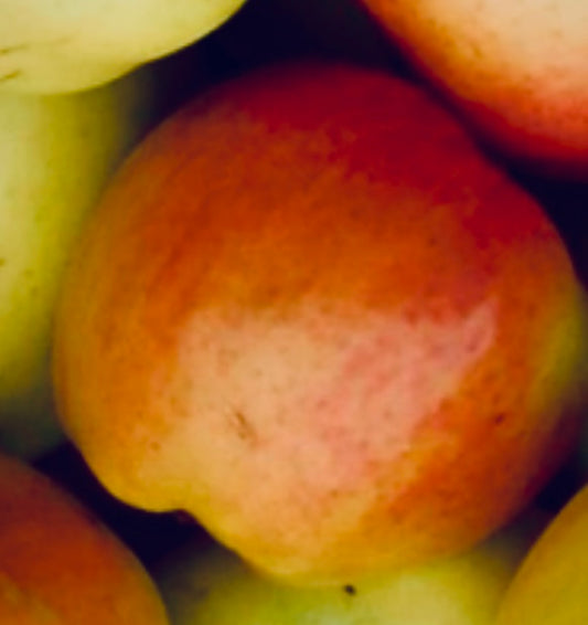 Signe Tillisch Äpple på Antonovka Grundstam - Malus Domestica 'Signe Tillisch'