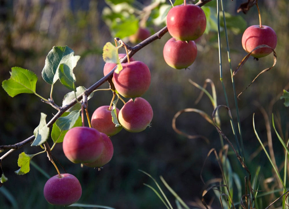 Hyslop II – Stort Äppleträd - Malus Domestica 'Hyslop'