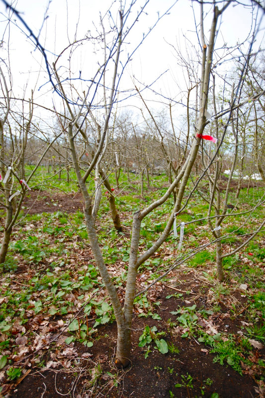 Cassler Reinet I – Stort Äppleträd - Malus Domestica 'Cassler Reinet'