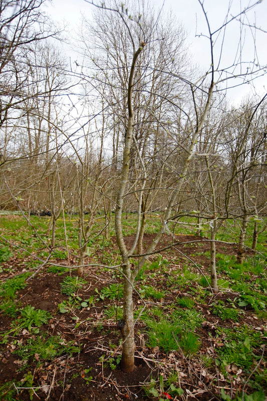 Skovfoged – Stort Äppleträd - Malus Domestica 'Skovfoged'