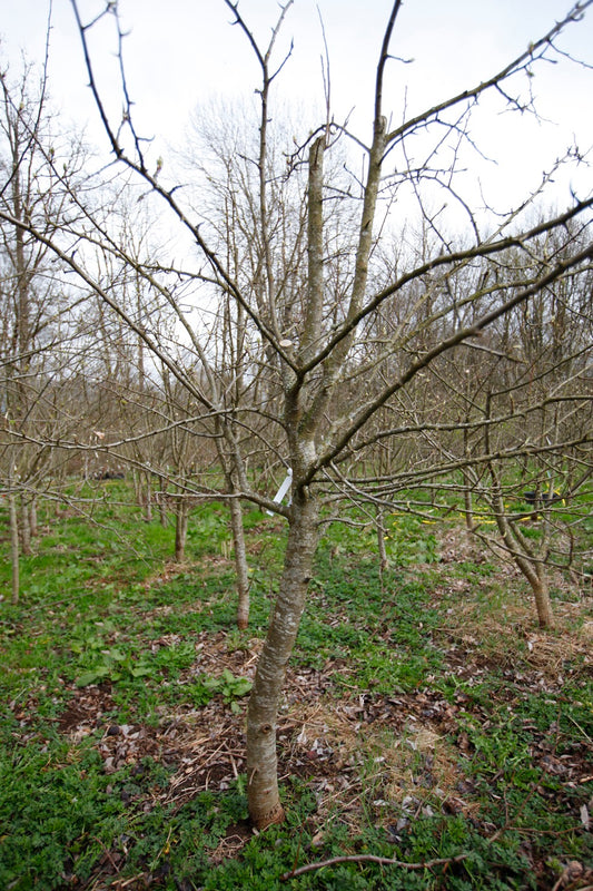 Gråpäron I – Stort Päronträd - Pyrus Communis 'Hochfeine Butterbirne'