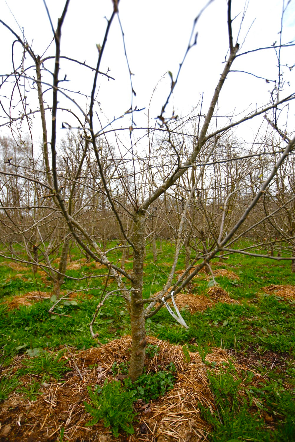 Holsteiner Cox I – Stort Äppleträd