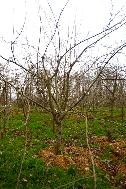 Röd Belle de Boskoop – Stort Äppleträd - Malus Domestica 'Röd Belle de Boskoop'