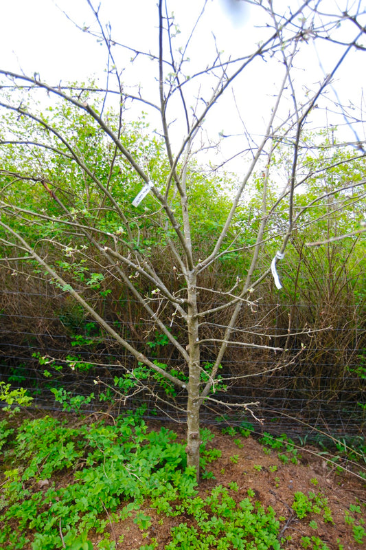 Merton Worcester – Stort Äppleträd - Malus Domestica 'Merton Worcester'