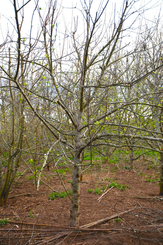 Spartan – Stort Äppleträd - Malus Domestica 'Spartan'