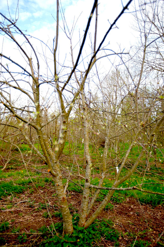 Ingrid Marie I – Stort Äppleträd - Malus Domestica 'Ingrid Marie'