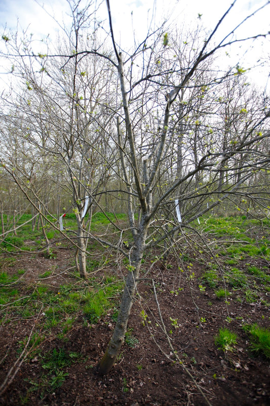 Høve Reinet – Stort Äppleträd - Malus Domestica 'Høve Reinet'