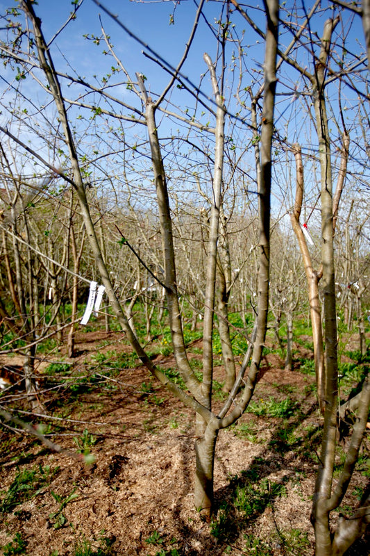 Belle de Boskoop II – Stort Äppleträd - Malus Domestica 'Belle de Boskoop'