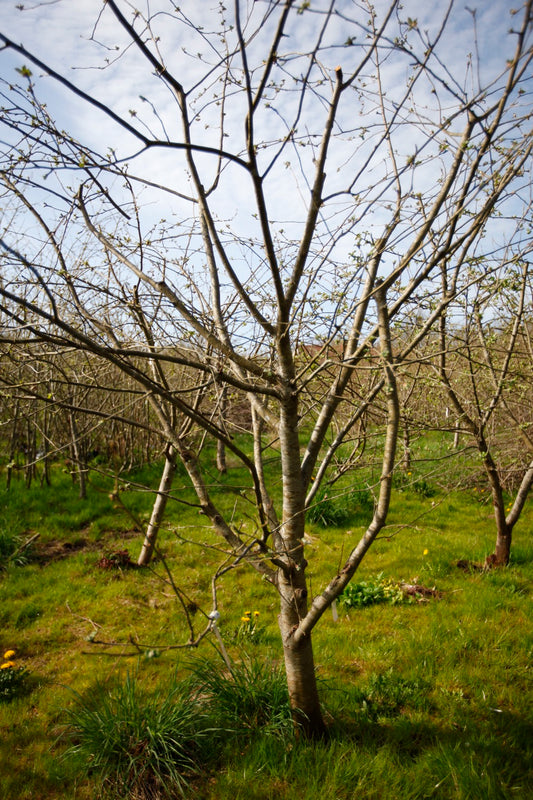 Filippa I – Stort Äppleträd - Malus Domestica 'Filippa'
