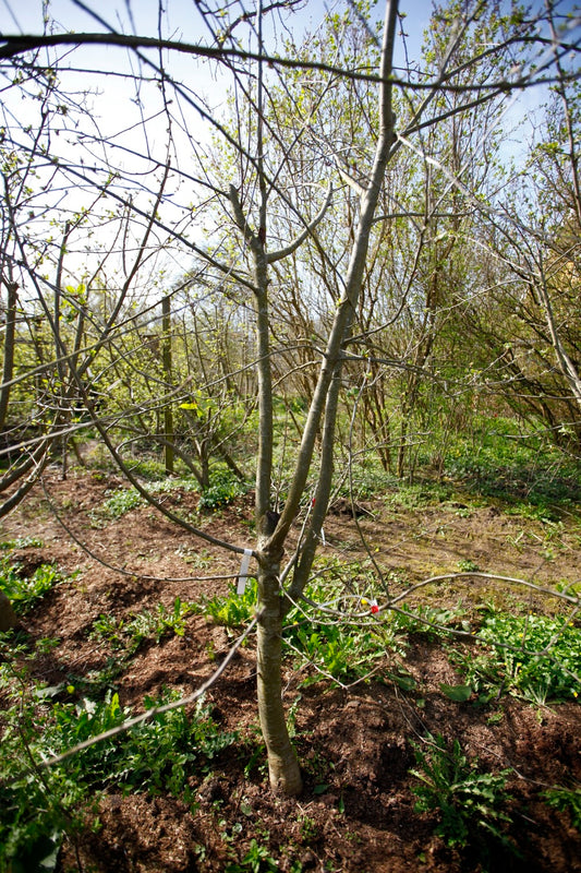 Aroma (Nr.3) – Stort Äppleträd - Malus Domestica 'Aroma'