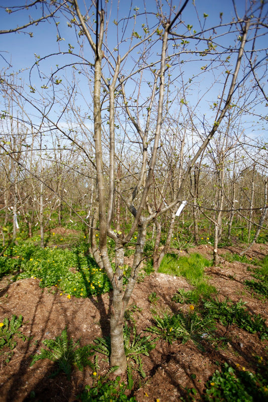 Summerred III – Stort Äppleträd - Malus Domestica 'Summerred'