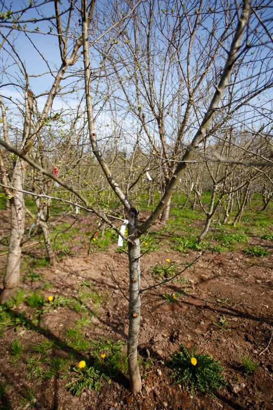 Tremletts Bitter II – Stort Äppleträd - Malus Domestica 'Tremletts Bitter'
