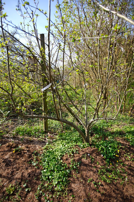 Discovery – Stort Äppleträd - Malus Domestica 'Discovery'