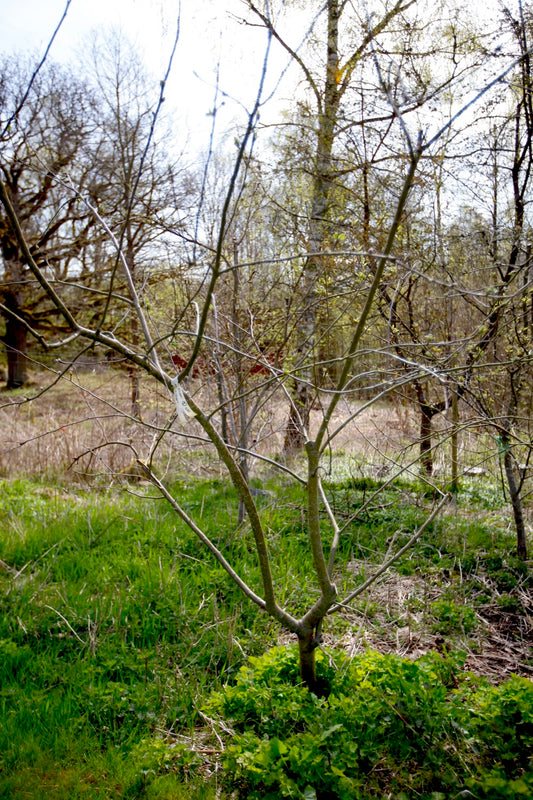 Filippa IA – Stort Äppleträd - Malus Domestica 'Filippa'