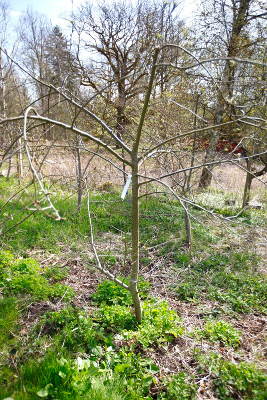 Filippa II – Stort Äppleträd - Malus Domestica 'Filippa'