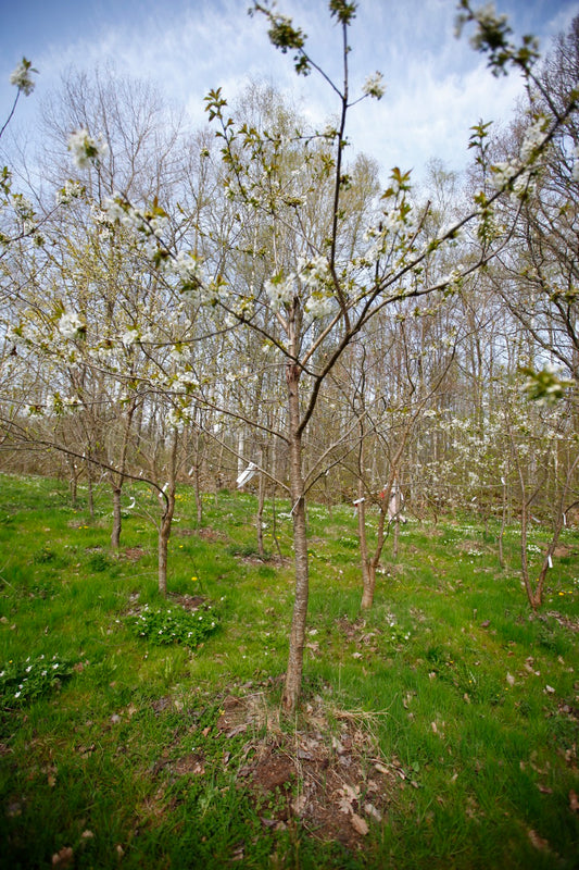 Merton Late (Nr.1) – Stort Körsbärsträd - Prunus Avaium ´Merton late`