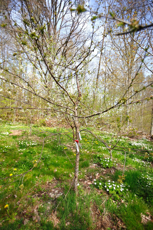 Regina I – Stort Körsbärsträd - Prunus Avaium ´Regina`