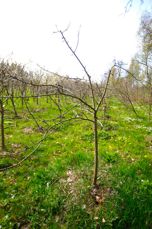 Ellis Bitter (Nr.MOF1) – Stort Äppleträd - Malus Domestica 'Ellis Bitter'