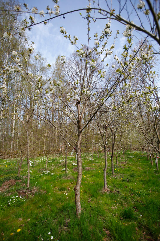 Merton Late (Nr.4)– Stort Körsbärsträd - Prunus Avaium ´Merton late`