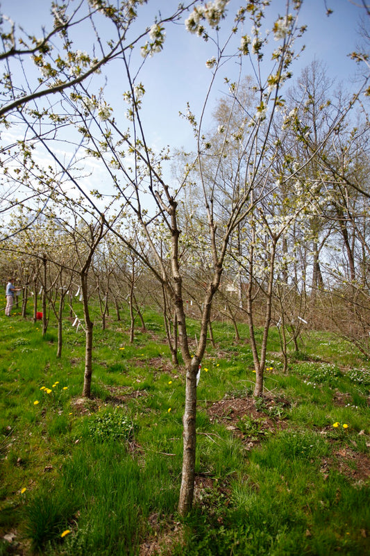 Merton Late (Nr.5) – Stort Körsbärsträd - Prunus Avaium ´Merton late`