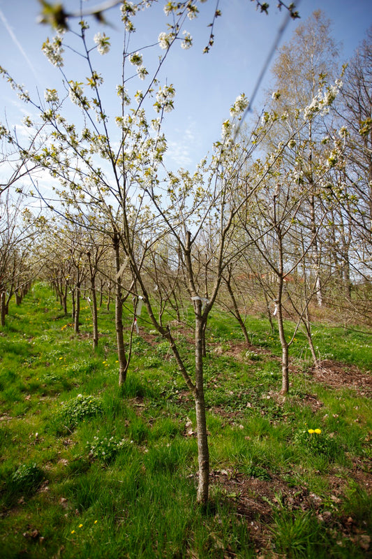 Merton Late (Nr.6) – Stort Körsbärsträd - Prunus Avaium ´Merton late`