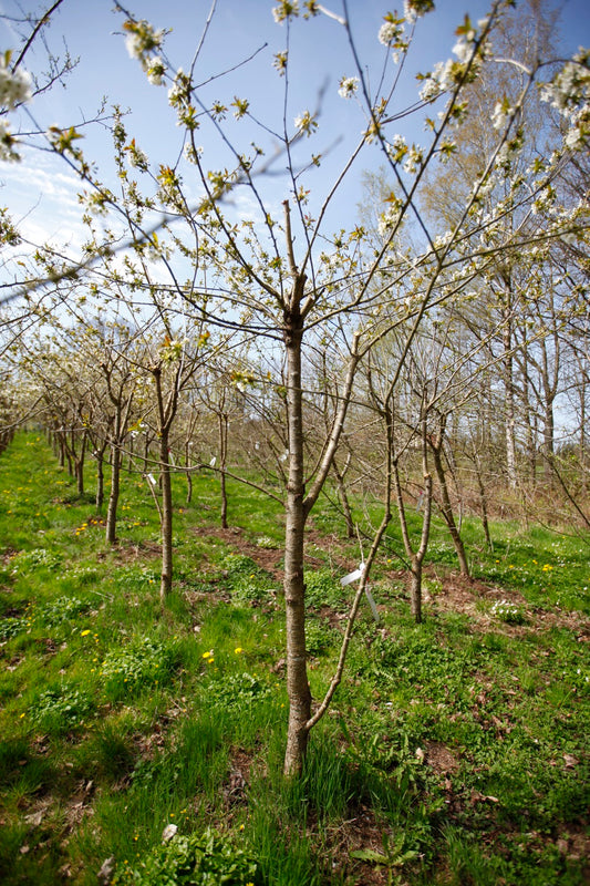 Merton Late (Nr.7) – Stort Körsbärsträd - Prunus Avaium ´Merton late`