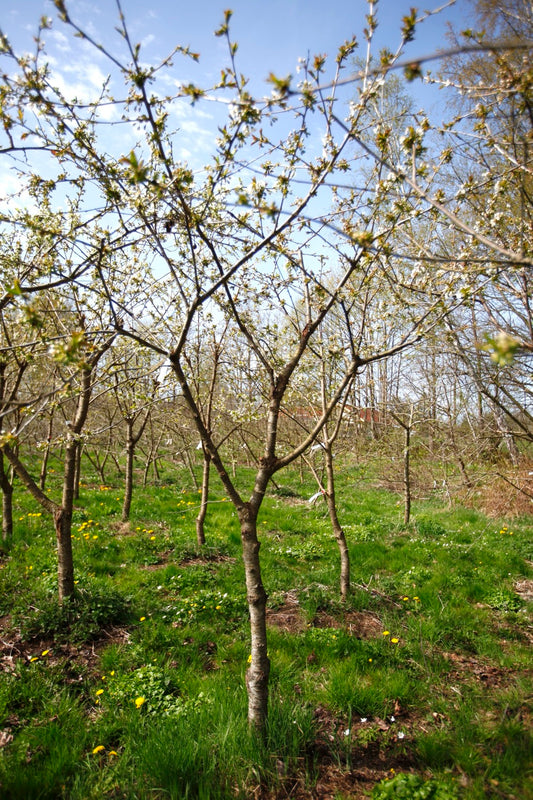Merton Glory (Nr.1) – Stort Körsbärsträd - Prunus Avaium ´Merton Glory`