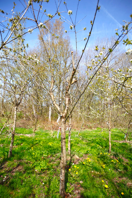 Merton Late (Nr.11) – Stort Körsbärsträd - Prunus Avaium ´Merton late`
