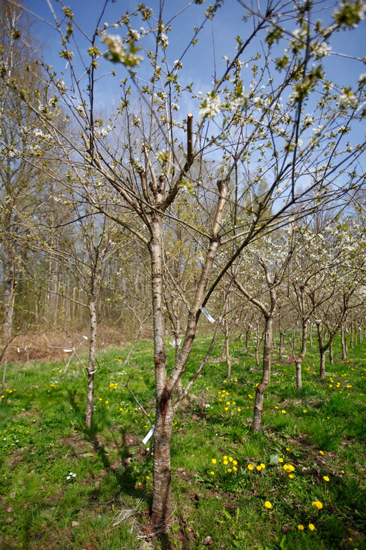 Merton Late (Nr.12) – Stort Körsbärsträd - Prunus Avaium ´Merton late`