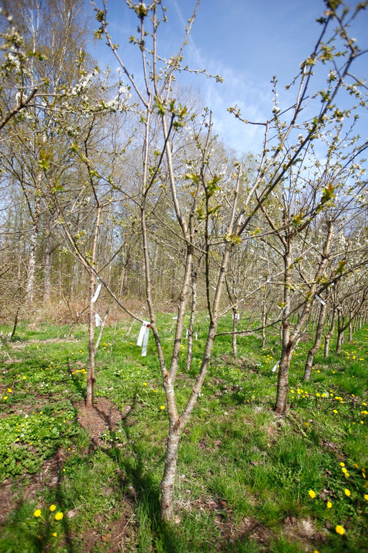 Stella (Nr.4) – Stort Körsbärsträd - Prunus Avaium ´Stella`
