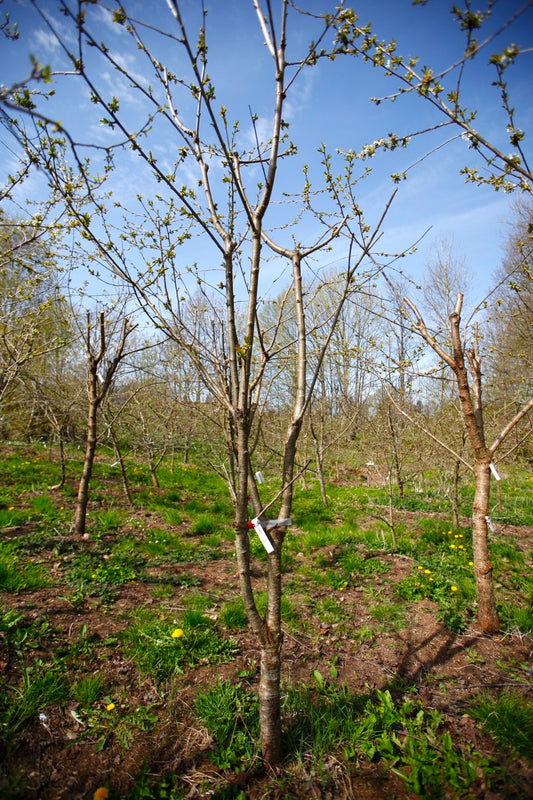 Stella (Nr.5) – Stort Körsbärsträd - Prunus Avaium ´Stella`