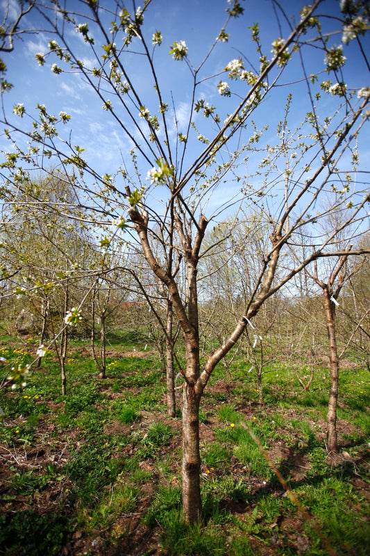 Merton Late (Nr.14) – Stort Körsbärsträd - Prunus Avaium ´Merton late`