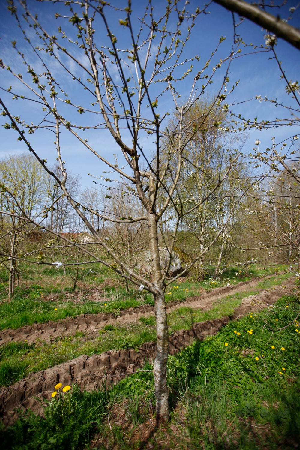 Stella (No.6) – Large Cherry Tree