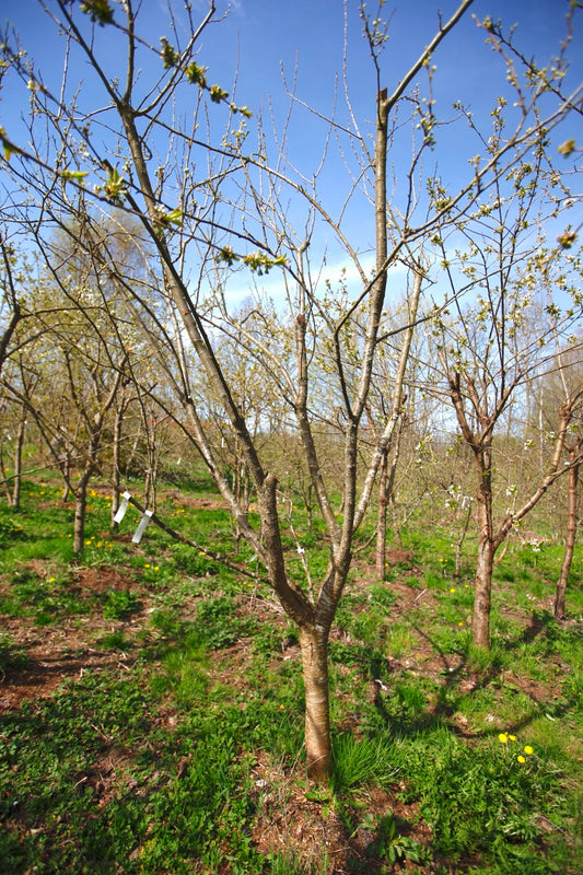 Bonne De Bry I – Stort Plommonträd - Prunus Domestica 'Bonne De Bry'