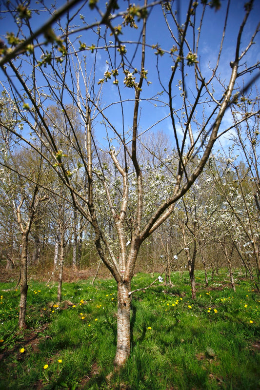 Bonne De Bry II – Stort Plommonträd - Prunus Domestica 'Bonne De Bry'