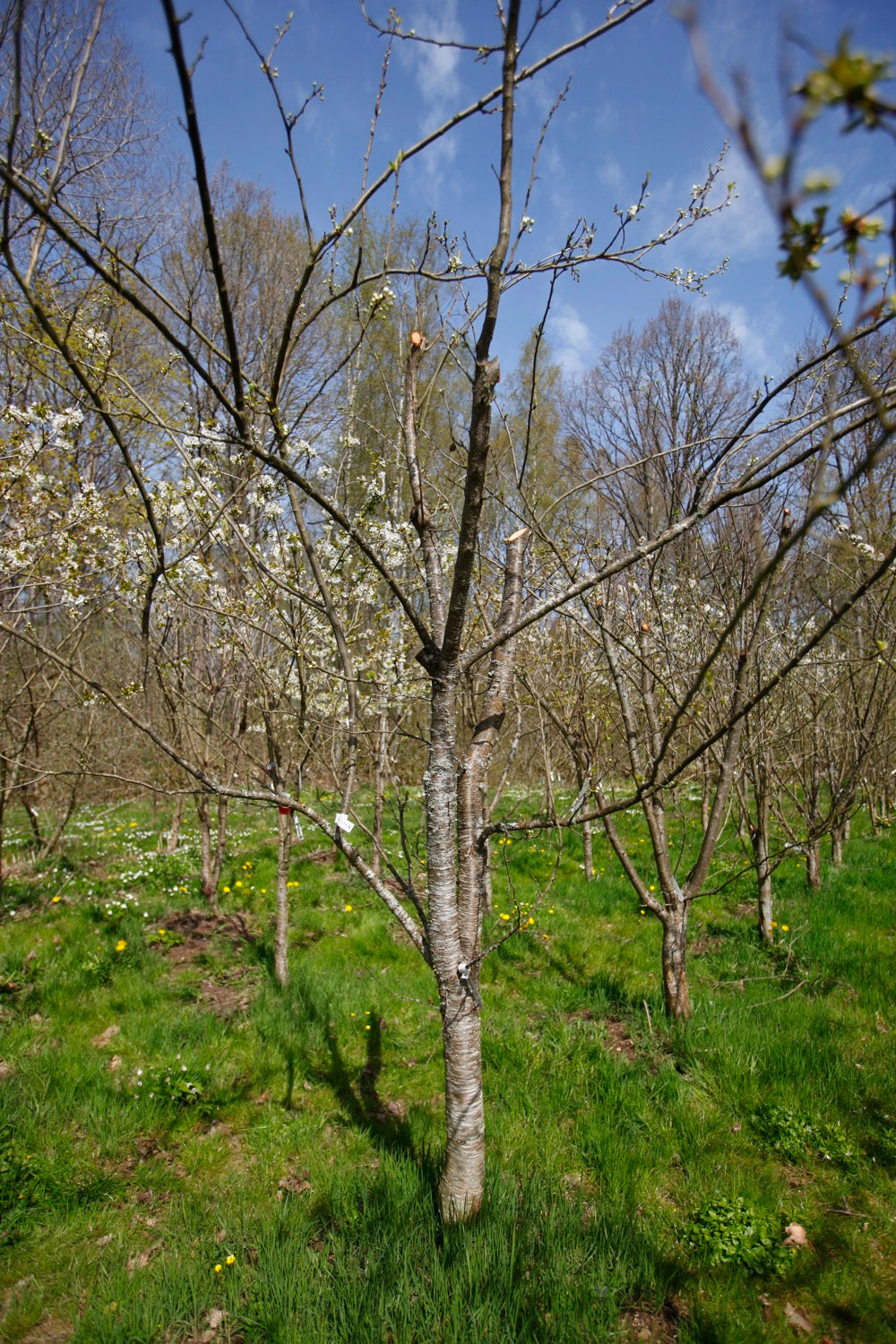Bonne De Bry IV – Stort Plommonträd