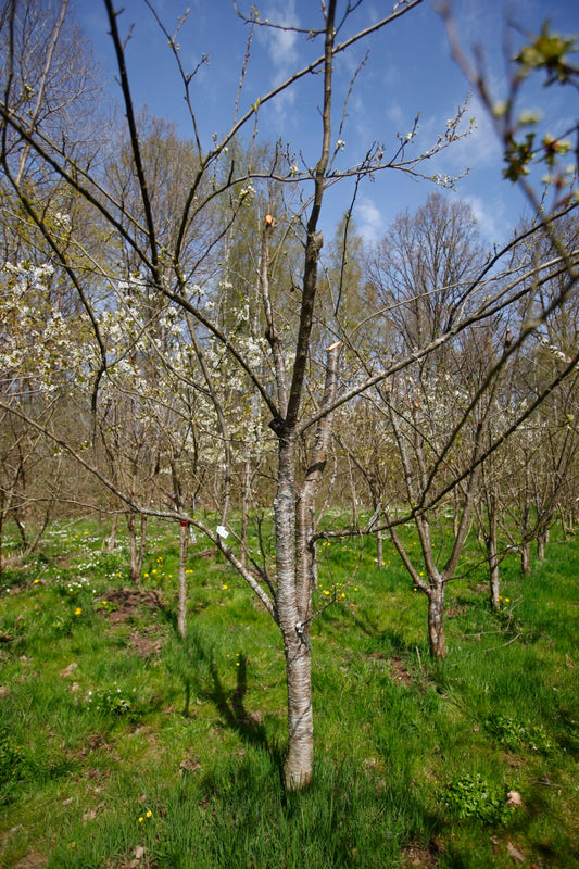 Bonne De Bry IV – Stort Plommonträd - Prunus Domestica 'Bonne De Bry'