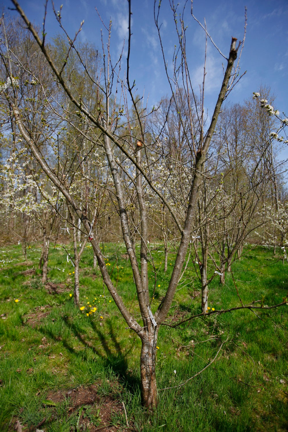 Kungsplommon I – Stort Plommonträd - Prunus Domestica 'Kungsplommon'