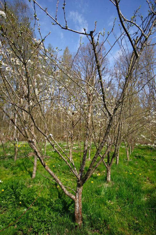Kungsplommon II – Stort Plommonträd - Prunus Domestica 'Kungsplommon'