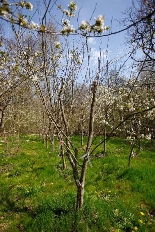 Althans Reine Claude II – Stort Plommonträd - Prunus Domestica 'Althans Reine Claude'