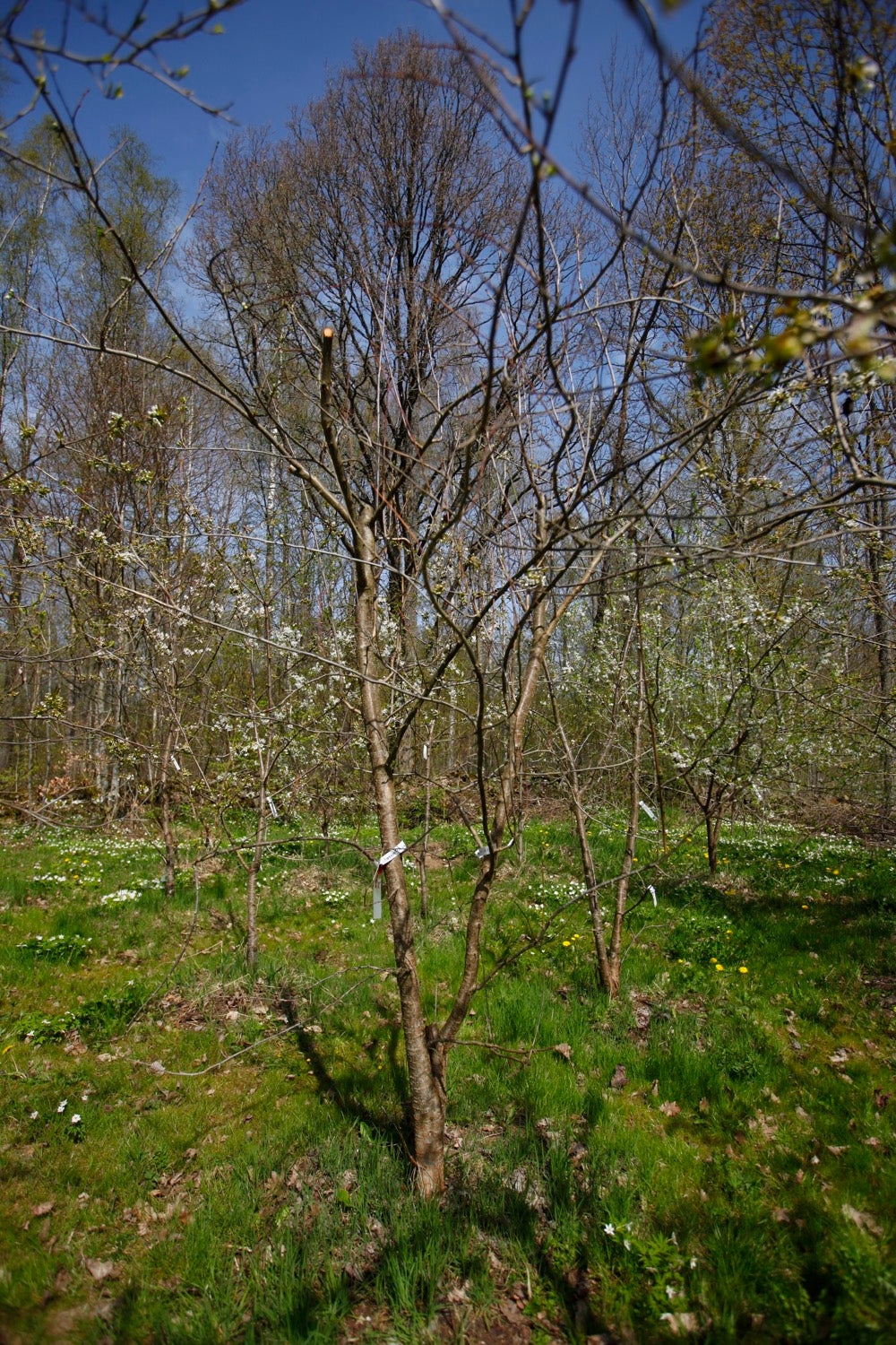 Bornholm Giant Plum I – Large Plum Tree