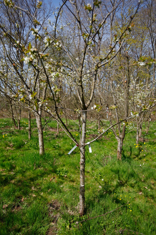 Stella (Nr.6B) – Stort Körsbärsträd - Prunus Avaium ´Stella`