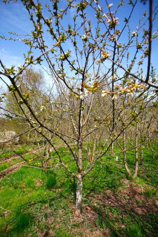 Stella (Nr.10) – Stort Körsbärsträd - Prunus Avaium ´Stella`