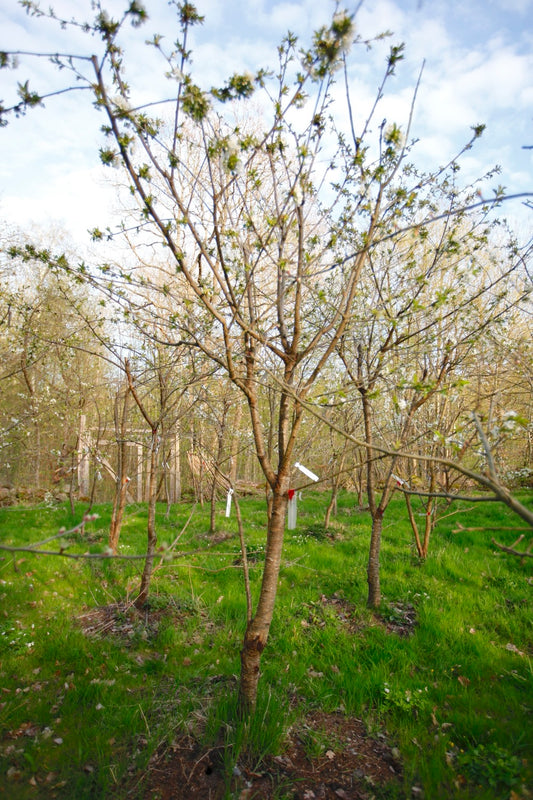 Stella (Nr.MOF2) – Stort Körsbärsträd - Prunus Avaium 'Stella'