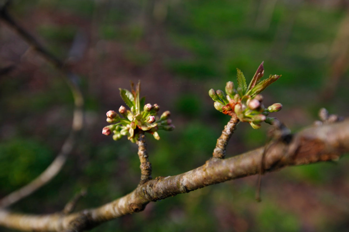 Büttners Rote III – Stort Körsbärsträd - Prunus Avaium 'Büttners Rote'