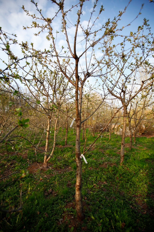 Lapins V – Stort Körsbärsträd - Prunus Avaium 'Lapins'