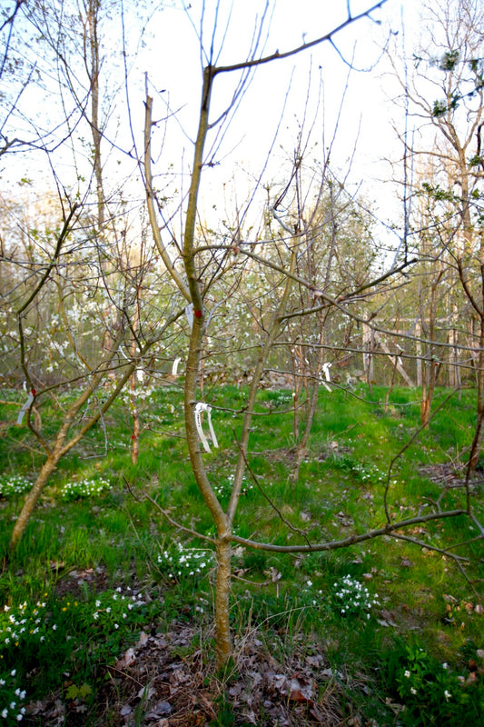 Aroma (Nr.MOF.3) – Stort Äppleträd - Malus Domestica 'Aroma'