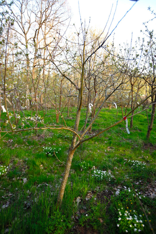 Aroma (Nr.MOF.4) – Stort Äppleträd - Malus Domestica 'Aroma'