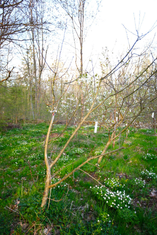 Aroma (Nr.MOF.5) – Stort Äppleträd - Malus Domestica 'Aroma'
